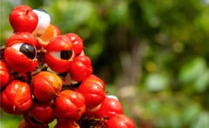 guarana ucinky a recenzie
